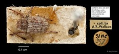 Anthribidae sp. "AYC 088" • © Ang Yuchen • All Rights Reserved