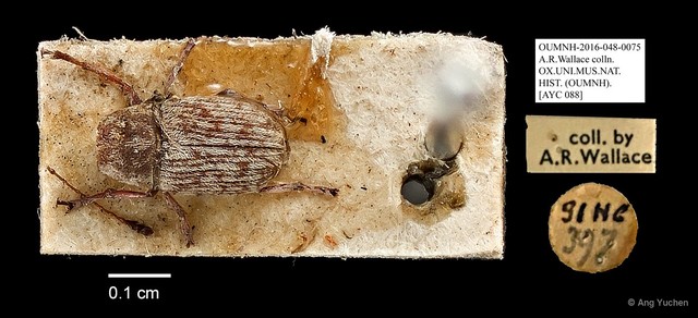 Anthribidae sp. "AYC 088" • © Ang Yuchen • All Rights Reserved