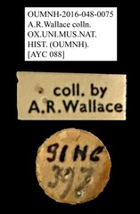 Anthribidae sp. "AYC 088" • All Rights Reserved Museum Label
