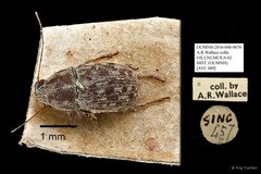 Anthribidae sp. "AYC 089" • © Ang Yuchen • All Rights Reserved