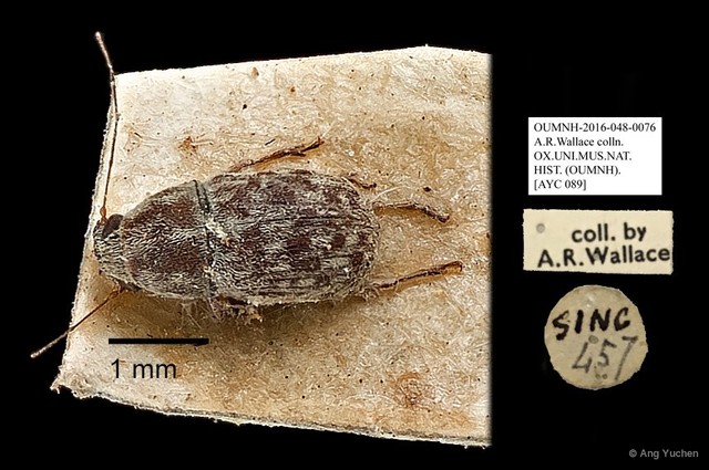 Anthribidae sp. "AYC 089" • © Ang Yuchen • All Rights Reserved