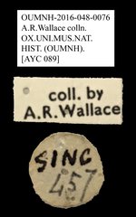 Anthribidae sp. "AYC 089" • All Rights Reserved Museum Label