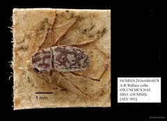 Anthribidae sp. "AYC 091" • © Ang Yuchen • All Rights Reserved