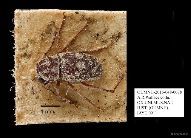 Anthribidae sp. "AYC 091" • © Ang Yuchen • All Rights Reserved