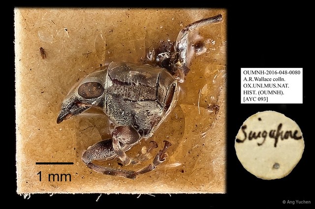 Anthribidae sp. "AYC 093" • © Ang Yuchen • All Rights Reserved