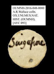 Anthribidae sp. "AYC 093" • All Rights Reserved Museum Label