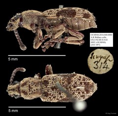 Anthribidae sp. "AYC 097" • © Ang Yuchen • All Rights Reserved