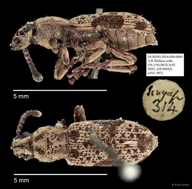 Anthribidae sp. "AYC 097" • © Ang Yuchen • All Rights Reserved