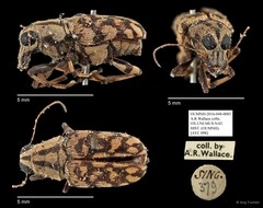 Anthribidae sp. "AYC 098" • © Ang Yuchen • All Rights Reserved