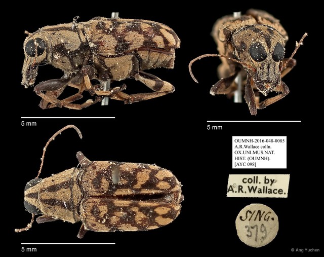 Anthribidae sp. "AYC 098" • © Ang Yuchen • All Rights Reserved