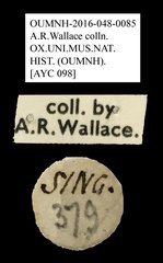 Anthribidae sp. "AYC 098" • All Rights Reserved Museum Label