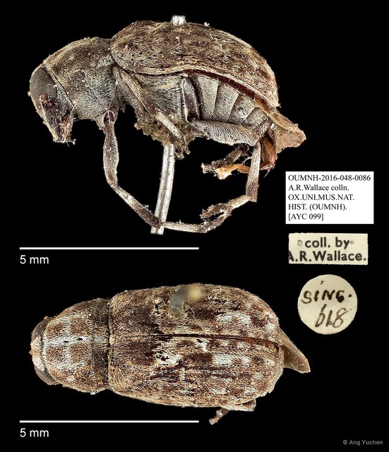 Anthribidae sp. "AYC 099" • © Ang Yuchen • All Rights Reserved