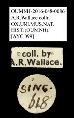 Anthribidae sp. "AYC 099" • All Rights Reserved Museum Label
