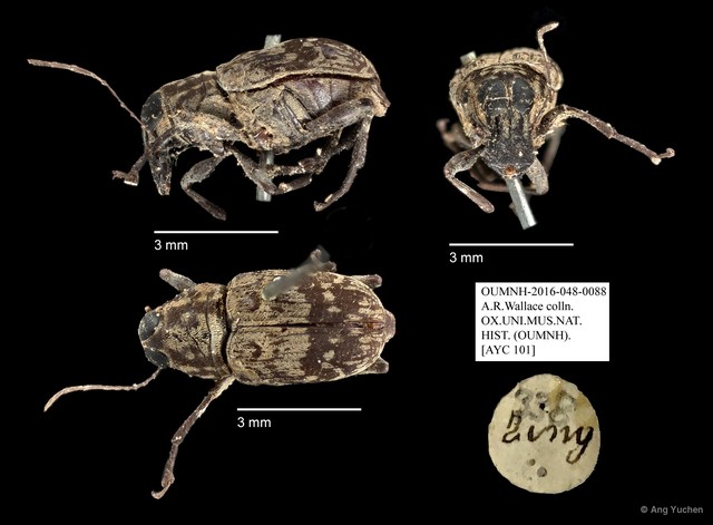 Anthribidae sp. "AYC 101" • © Ang Yuchen • All Rights Reserved