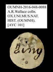 Anthribidae sp. "AYC 101" • All Rights Reserved Museum Label