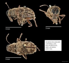 Anthribidae sp. "AYC 102" • © Ang Yuchen • All Rights Reserved