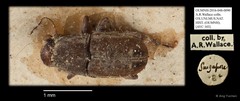 Anthribidae sp. "AYC 103" • © Ang Yuchen • All Rights Reserved