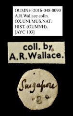 Anthribidae sp. "AYC 103" • All Rights Reserved Museum Label
