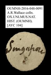 Anthribidae sp. "AYC 104" • All Rights Reserved Museum Label