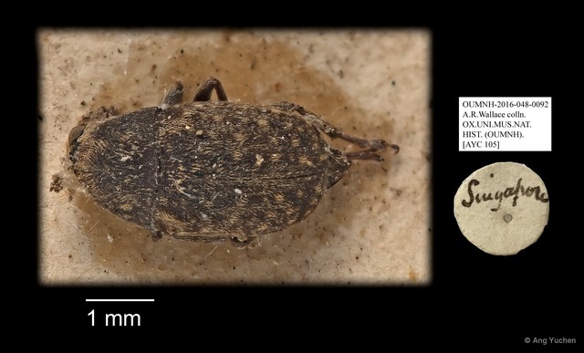 Anthribidae sp. "AYC 105" • © Ang Yuchen • All Rights Reserved