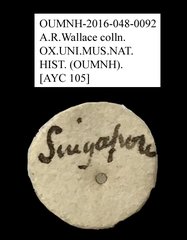 Anthribidae sp. "AYC 105" • All Rights Reserved Museum Label