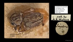 Anthribidae sp. "AYC 106" • © Ang Yuchen • All Rights Reserved
