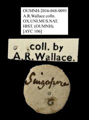Anthribidae sp. "AYC 106" • All Rights Reserved Museum Label