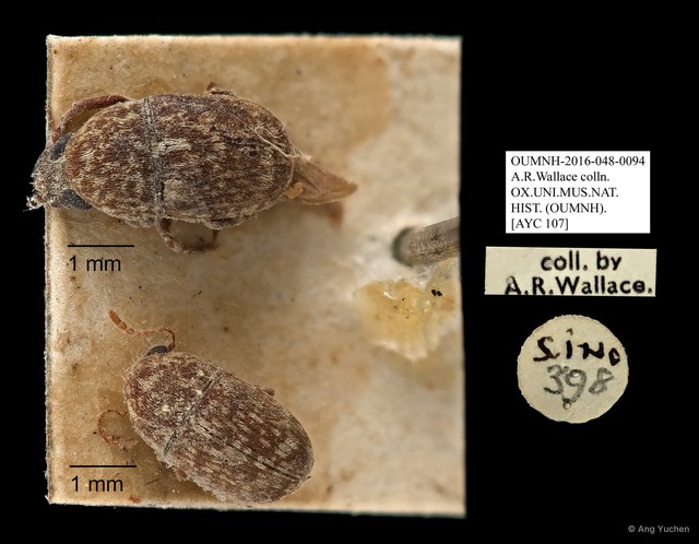 Anthribidae sp. "AYC 107" • © Ang Yuchen • All Rights Reserved