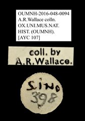 Anthribidae sp. "AYC 107" • All Rights Reserved Museum Label