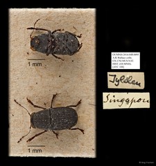 Anthribidae sp. "AYC 108" • © Ang Yuchen • All Rights Reserved