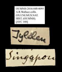 Anthribidae sp. "AYC 108" • All Rights Reserved Museum Label
