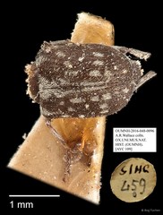 Anthribidae sp. "AYC 109" • © Ang Yuchen • All Rights Reserved