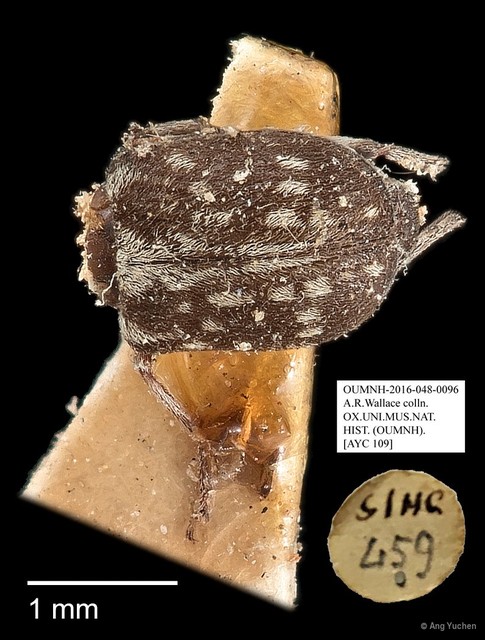 Anthribidae sp. "AYC 109" • © Ang Yuchen • All Rights Reserved