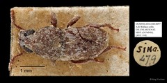 Anthribidae sp. "AYC 110" • © Ang Yuchen • All Rights Reserved
