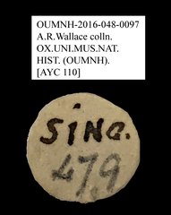 Anthribidae sp. "AYC 110" • All Rights Reserved Museum Label