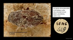 Anthribidae sp. "AYC 111" • © Ang Yuchen • All Rights Reserved