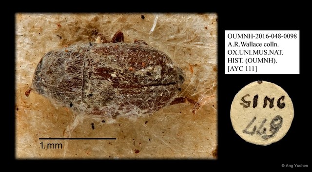 Anthribidae sp. "AYC 111" • © Ang Yuchen • All Rights Reserved
