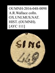 Anthribidae sp. "AYC 111" • All Rights Reserved Museum Label