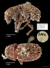 Anthribidae sp. "AYC 112" • © Ang Yuchen • All Rights Reserved