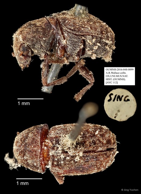 Anthribidae sp. "AYC 112" • © Ang Yuchen • All Rights Reserved