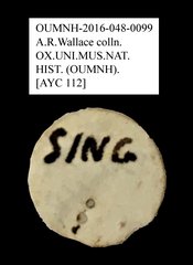 Anthribidae sp. "AYC 112" • All Rights Reserved Museum Label