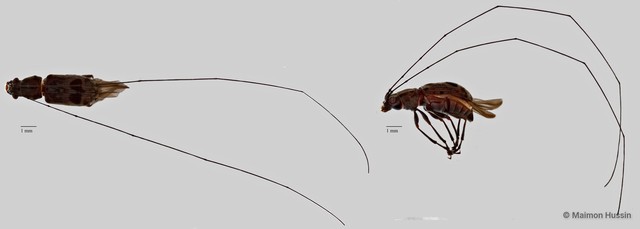 Anthribidae sp. "ZRCBDP0071802" • © Maimon Hussin • All Rights Reserved