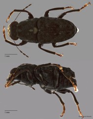 Anthribidae sp. "ZRCBDP0072114"
