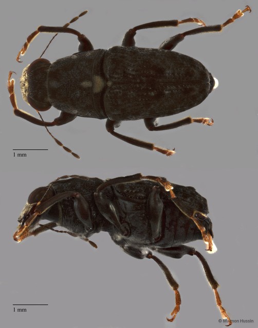 Anthribidae sp. "ZRCBDP0072114" • © Maimon Hussin • All Rights Reserved