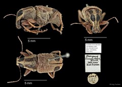 Acorynus bimaculatus • © Ang Yuchen • All Rights Reserved