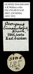 Acorynus bimaculatus • All Rights Reserved Museum Label
