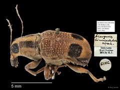 Acorynus bimaculatus • © Ang Yuchen • All Rights Reserved