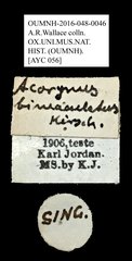 Acorynus bimaculatus • All Rights Reserved Museum Label