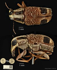 Acorynus bimaculatus • © Ang Yuchen • CC BY 4.0