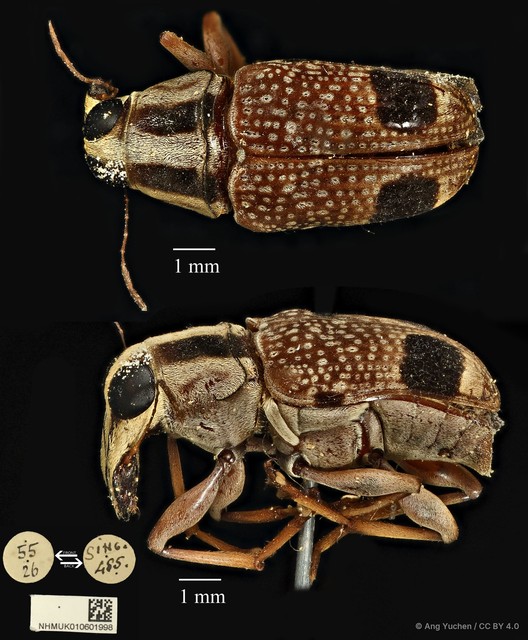 Acorynus bimaculatus • © Ang Yuchen • CC BY 4.0
